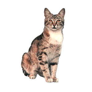 A Focused Portrait Of A Tabby Cat Sitting Indoors, Showcasing Its Striking Eyes And Elegant Fur Pattern. 16495 - Cat PNG image with transparent background